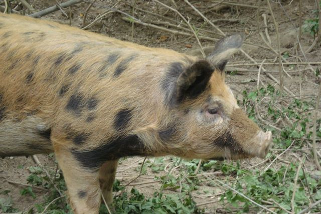 Spotted pig