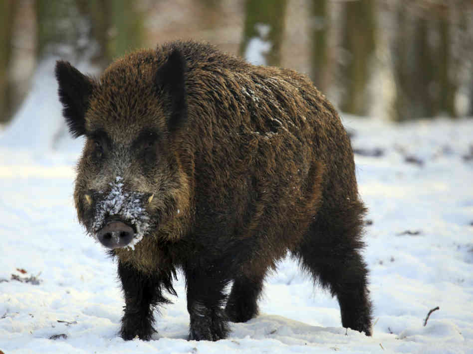 Wild boar