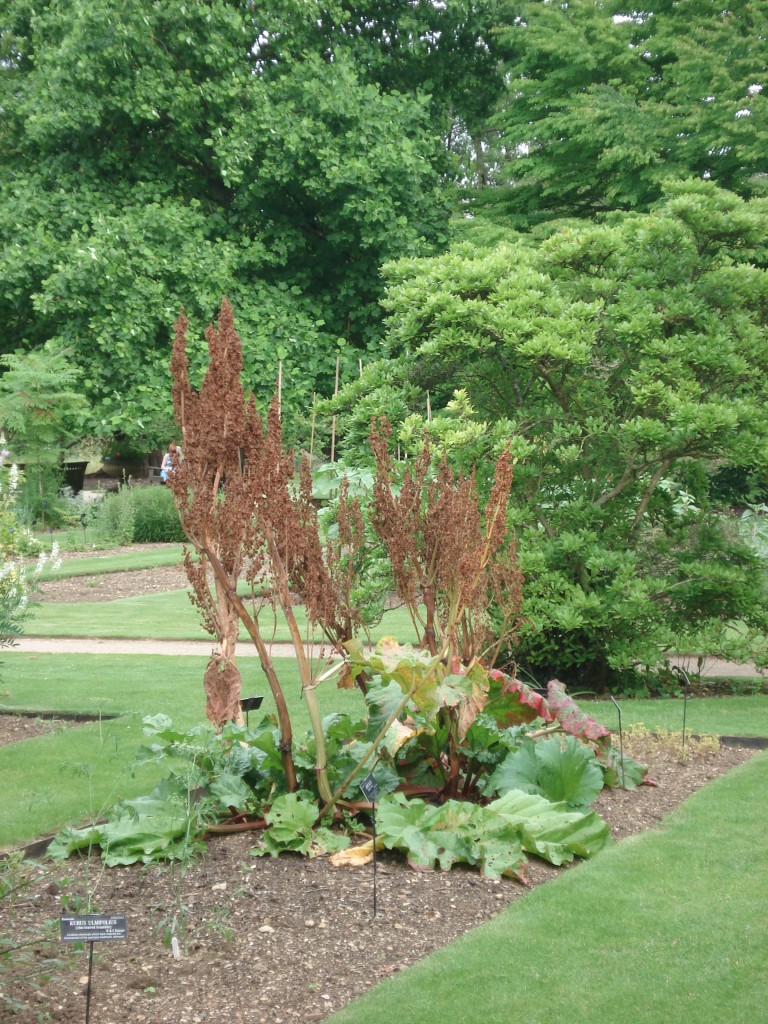 People  and plants 010