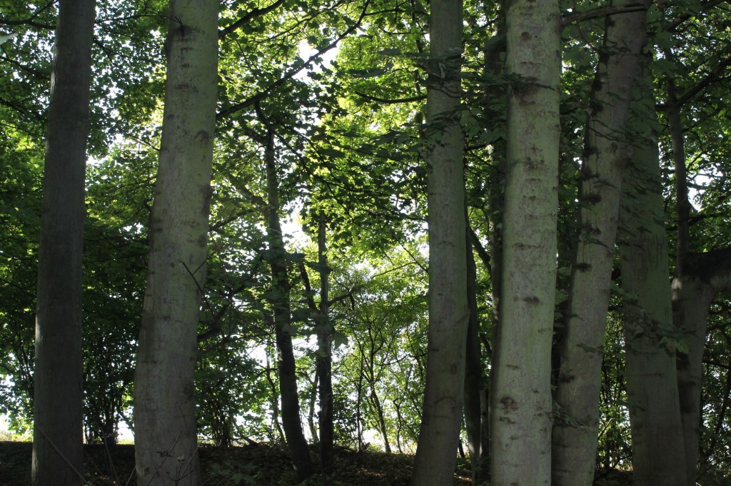 Wittenham clumps 046