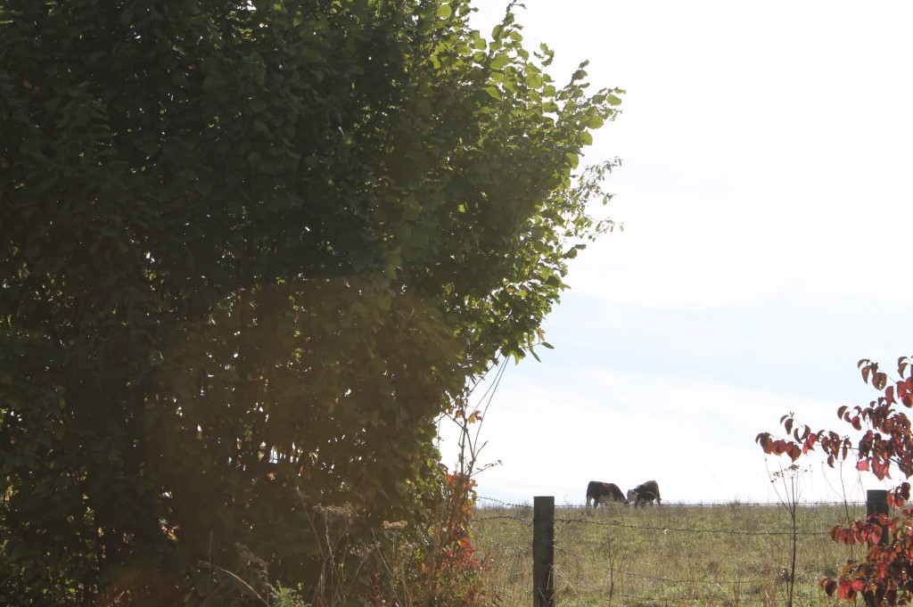 Wittenham clumps 048