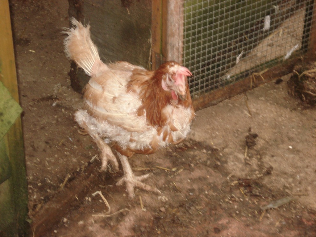 Dress chickens christmas stock 052