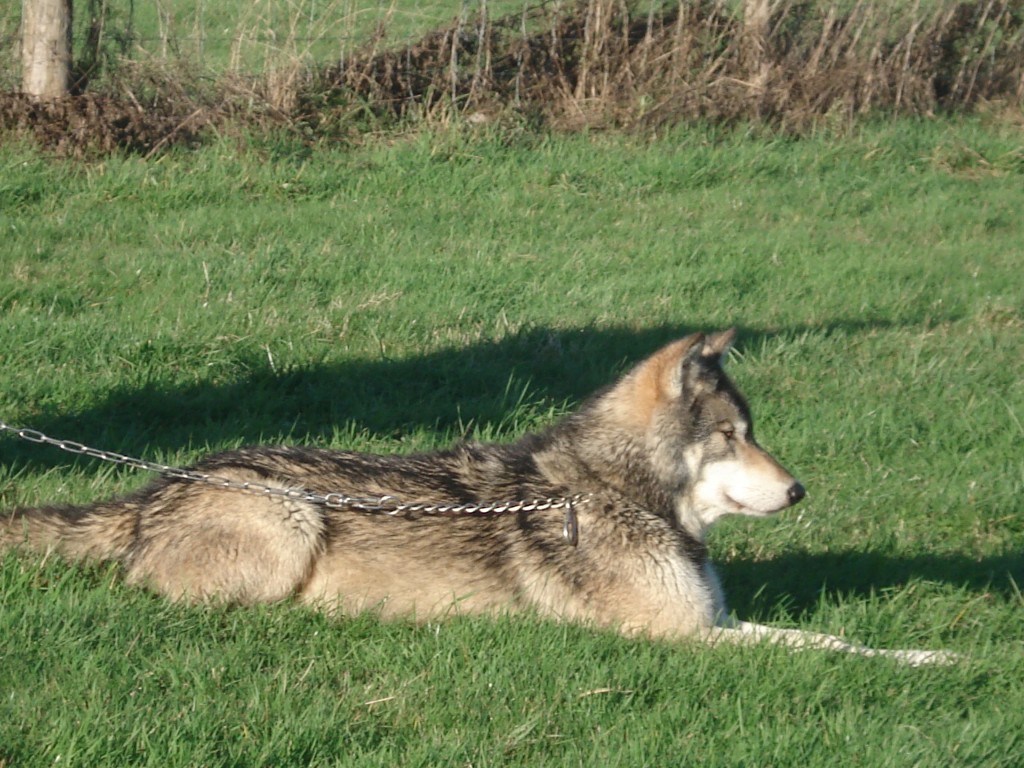 Wolves 054