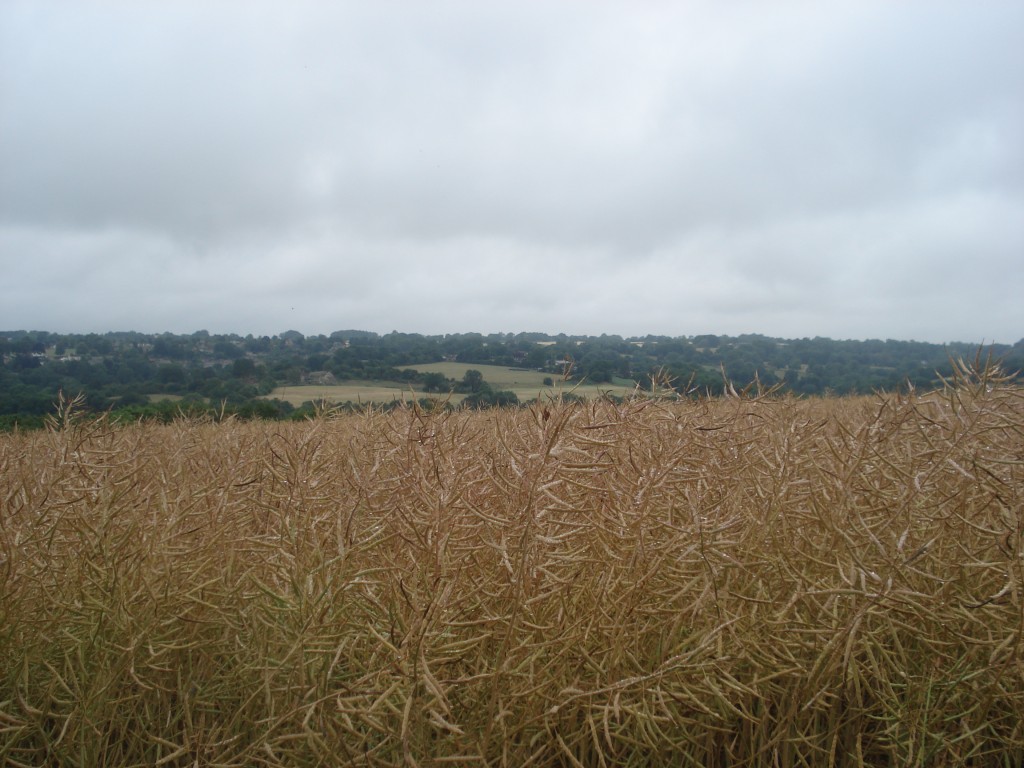 The farm 148