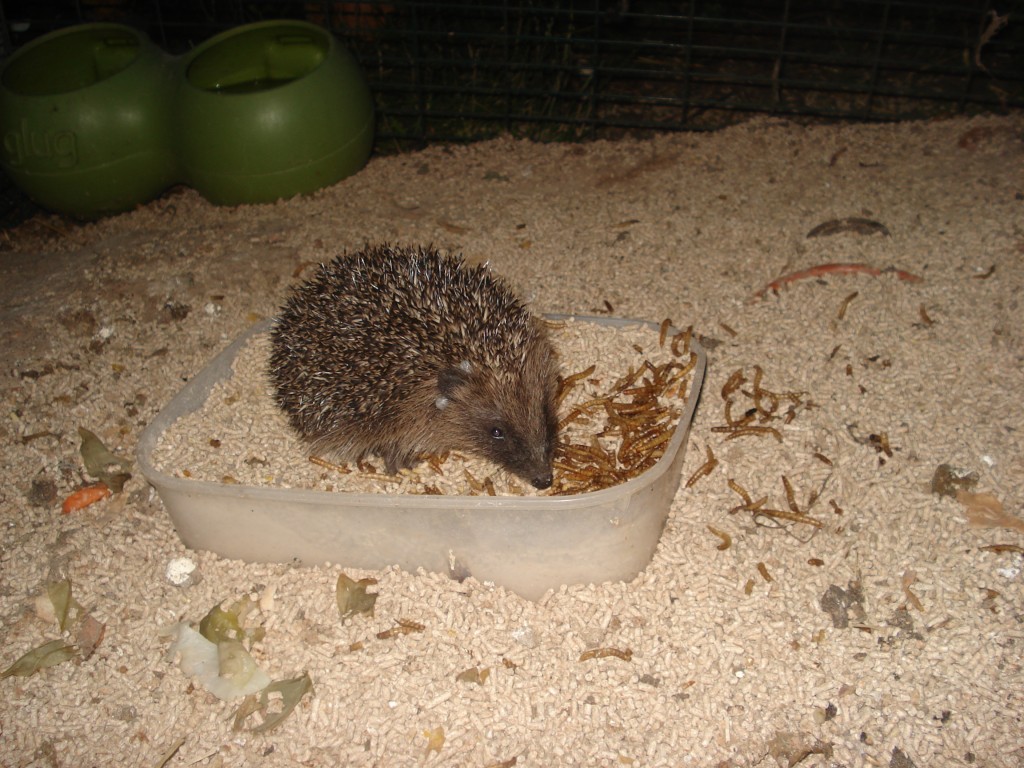 hedgehogs 007