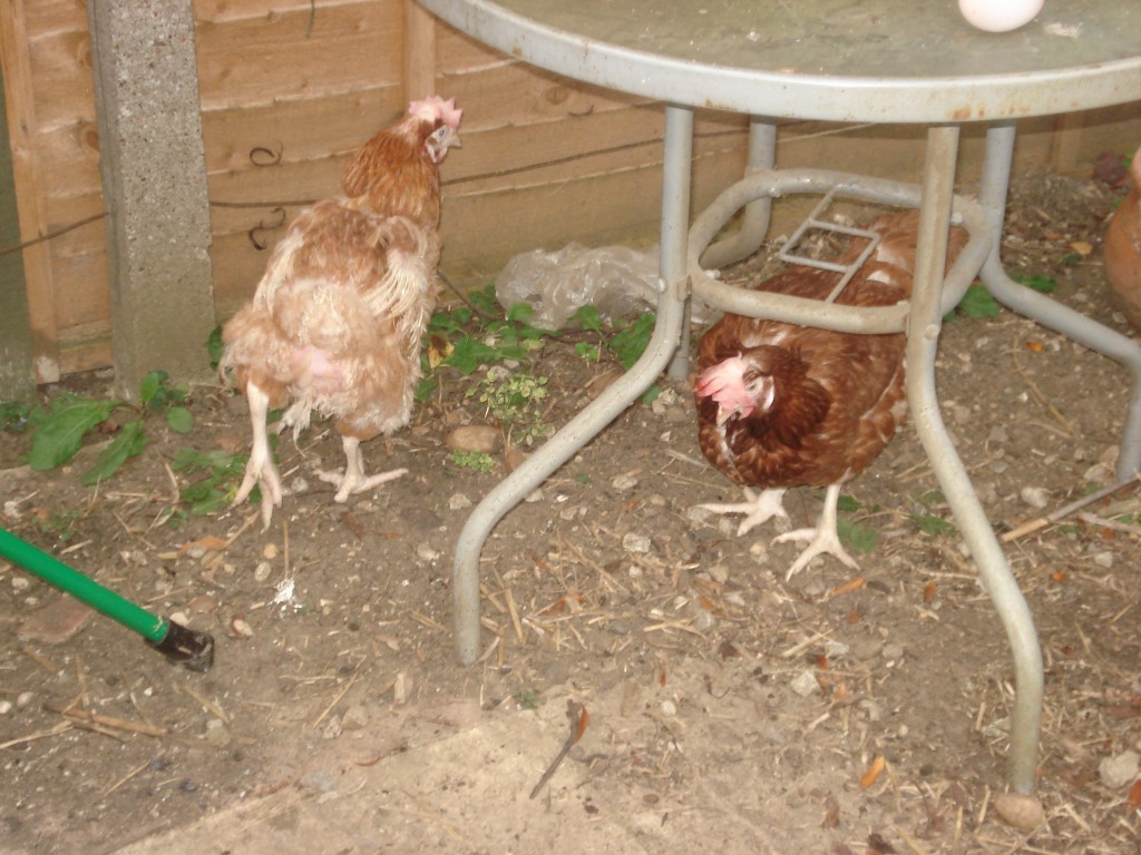 chickens 025