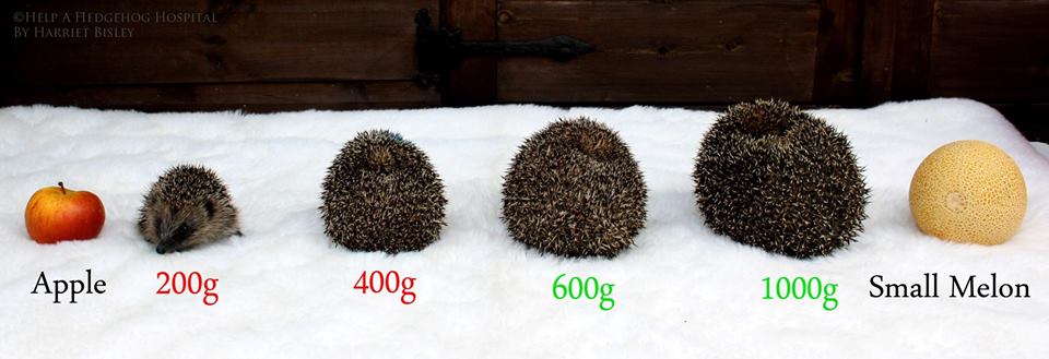 hedgehog weights