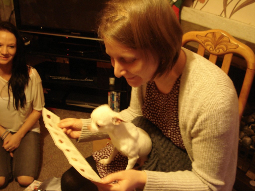 christmas cats and dogs 013