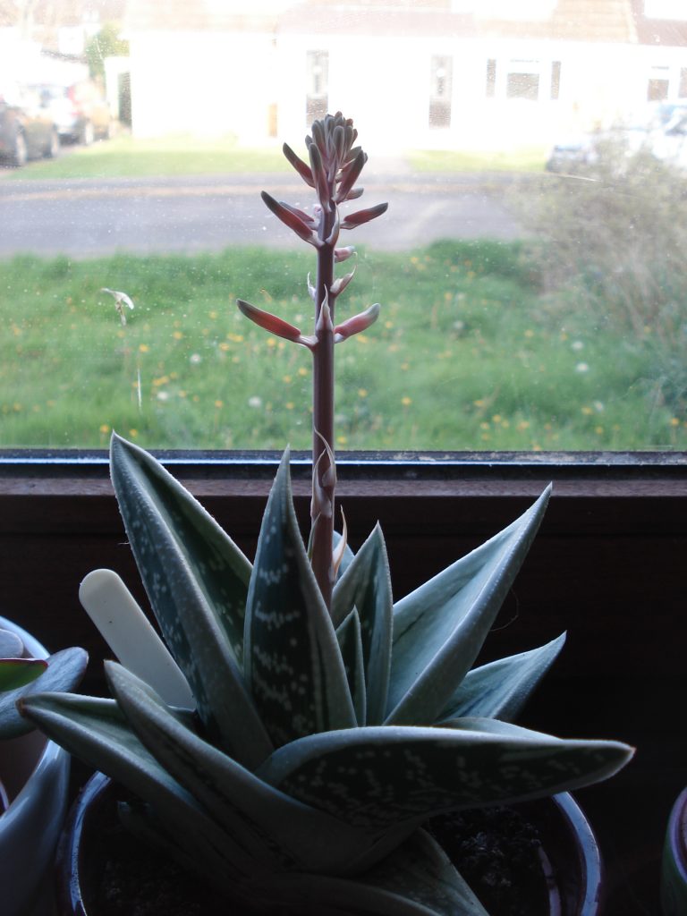 Succulent in bloom