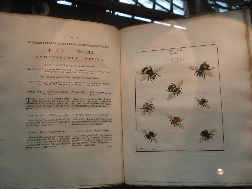 bee book