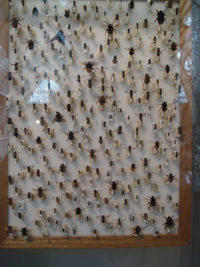 pinned bees