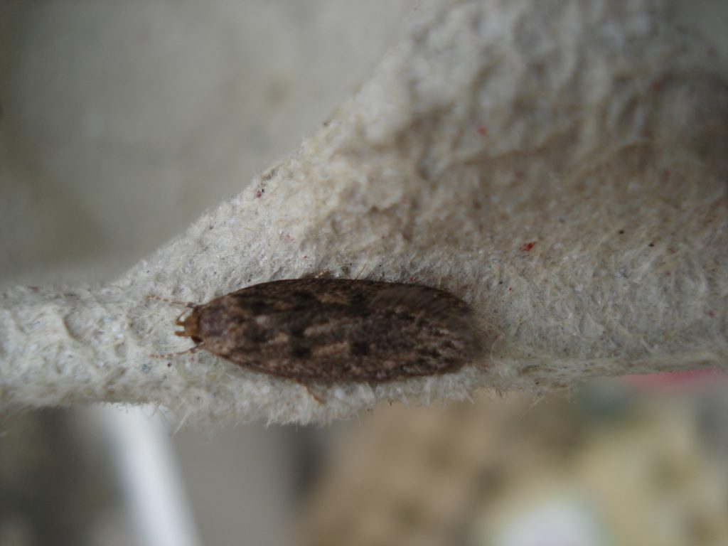 brown house moth