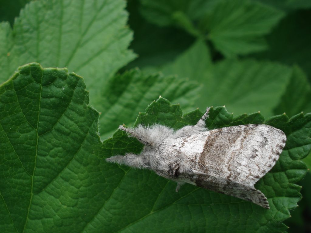 male pale tussock