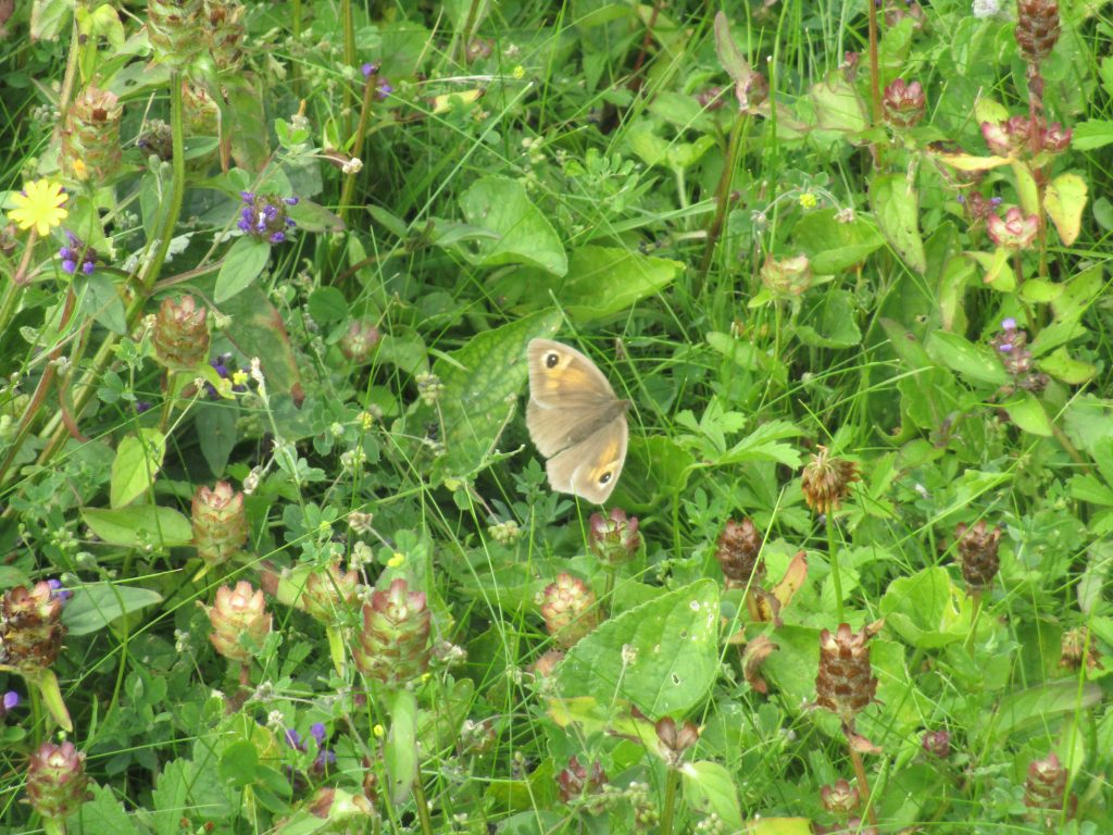 female meadow brown