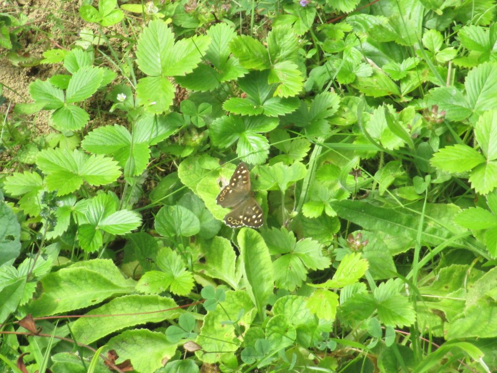 speckled wood