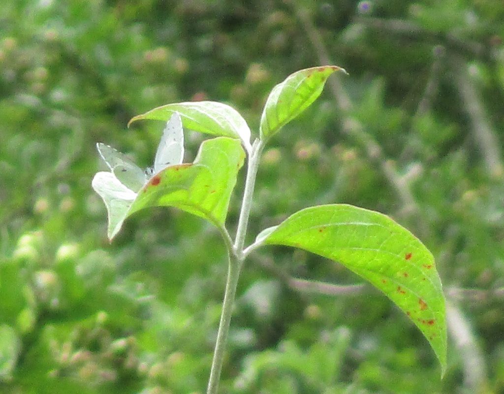 Holly Blue playing hide & seek