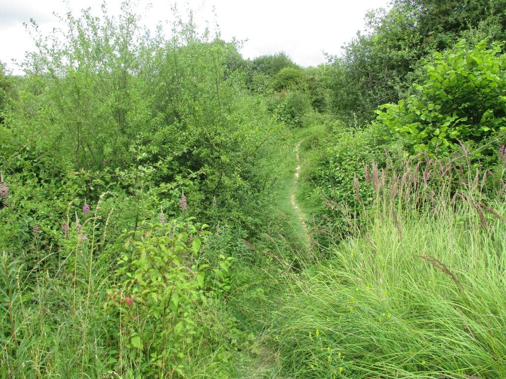 Ardley Quarry