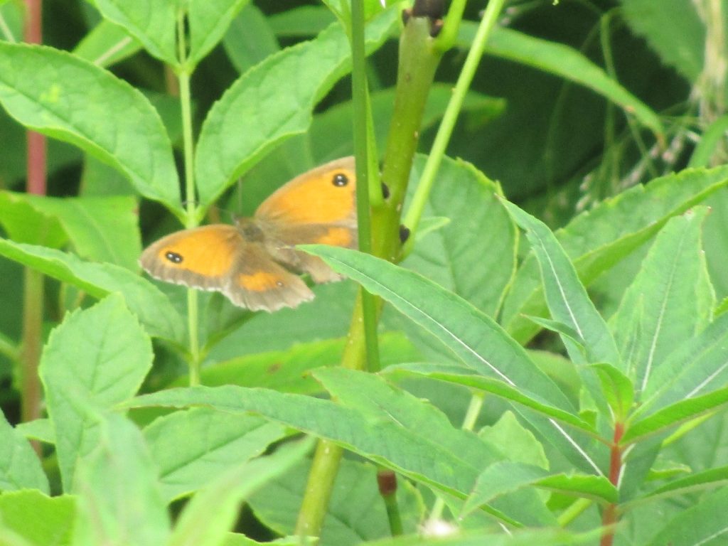 female gatekeeper