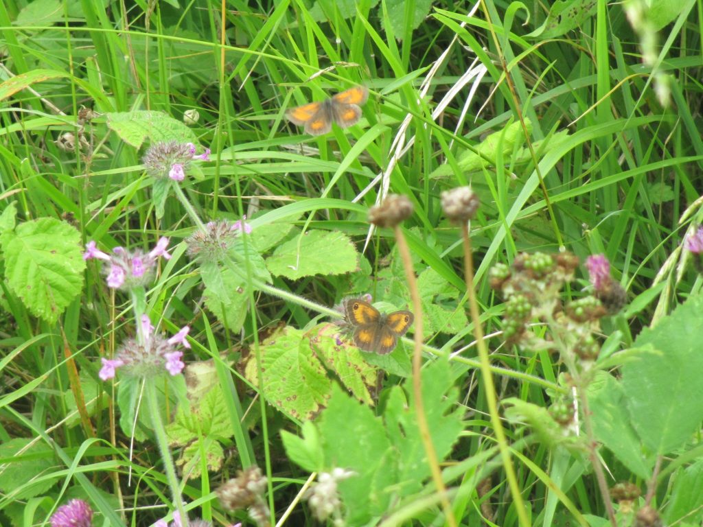 male and female gatekeepers