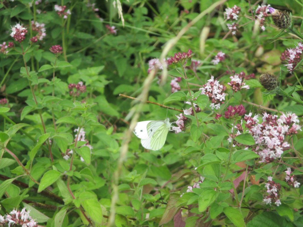 Large white underside of wing