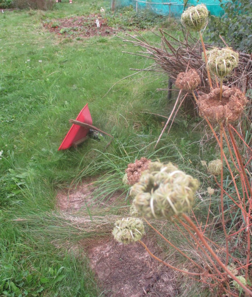 seedheads & wheelbarrow