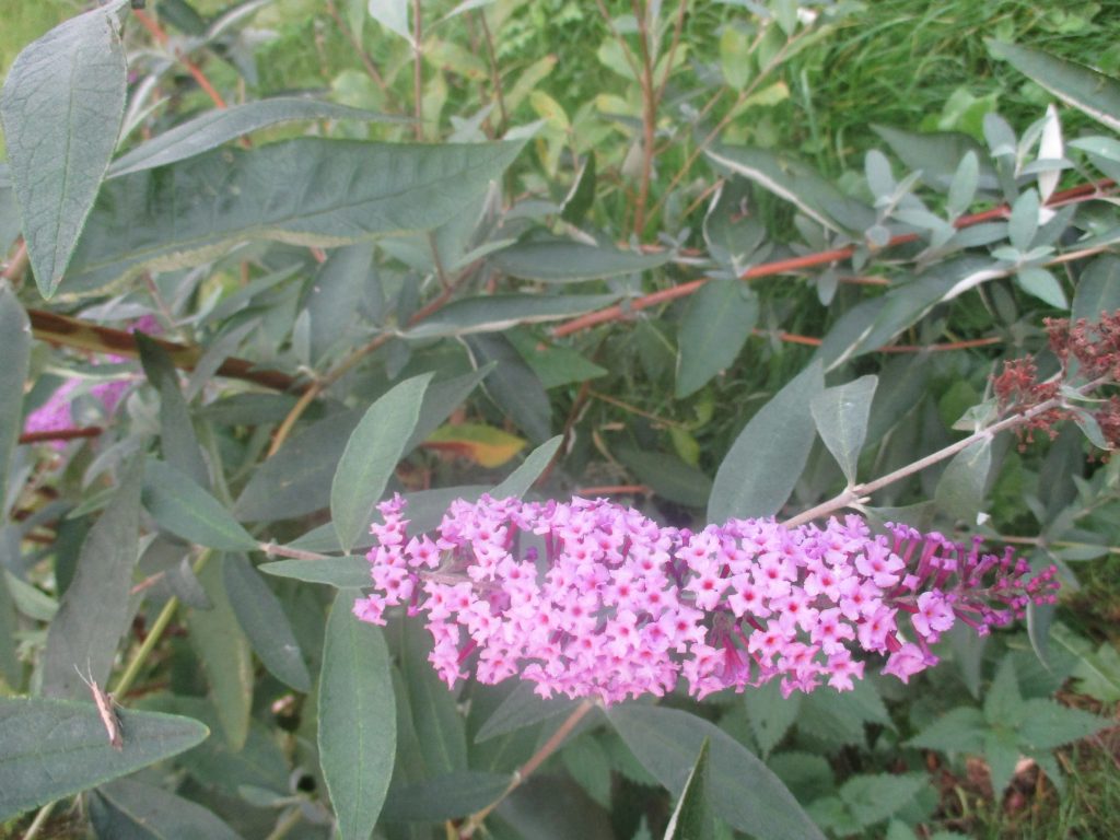 buddleia