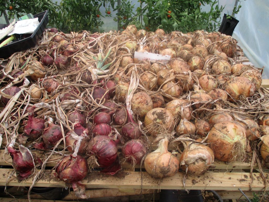 red and white onions