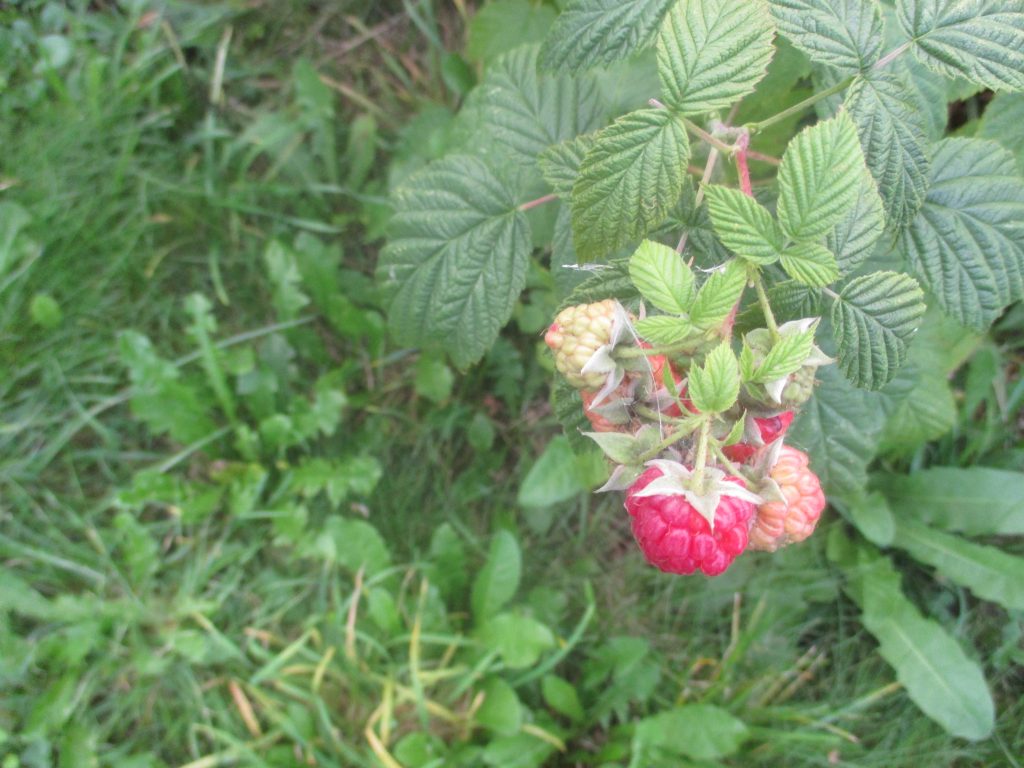 raspberries