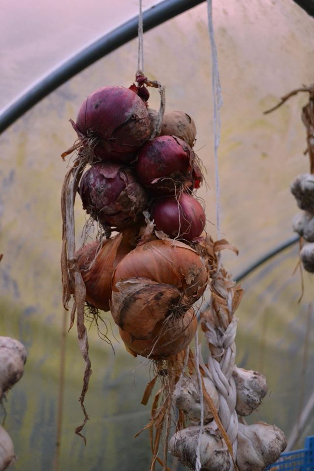 string of onions