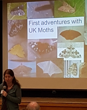 presenting Moths