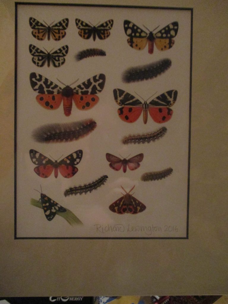 tiger moth illustration