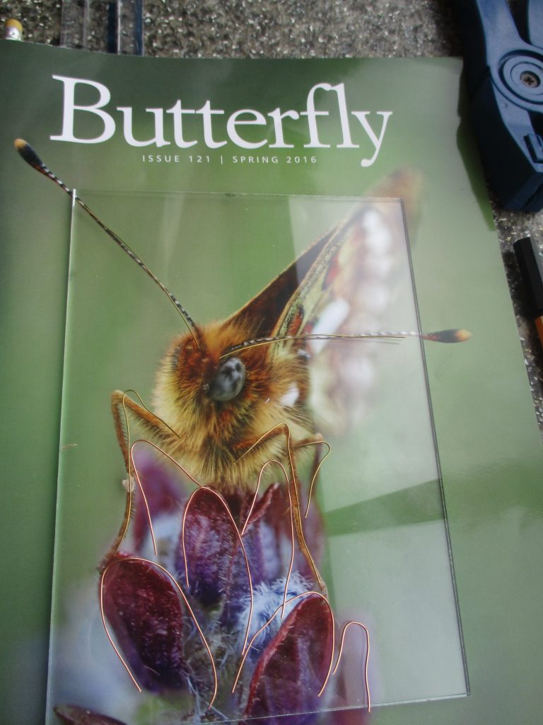 butterfly front cover
