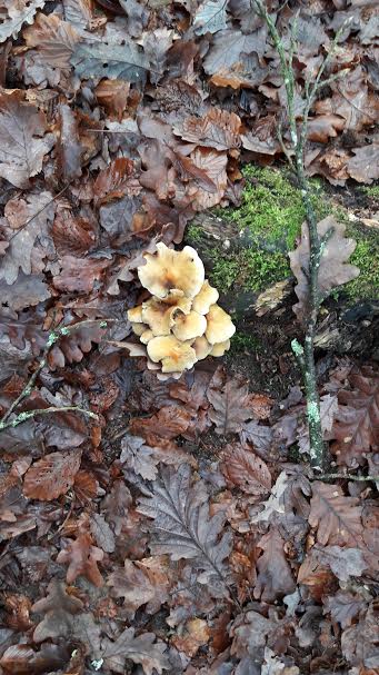 Chicken of the woods