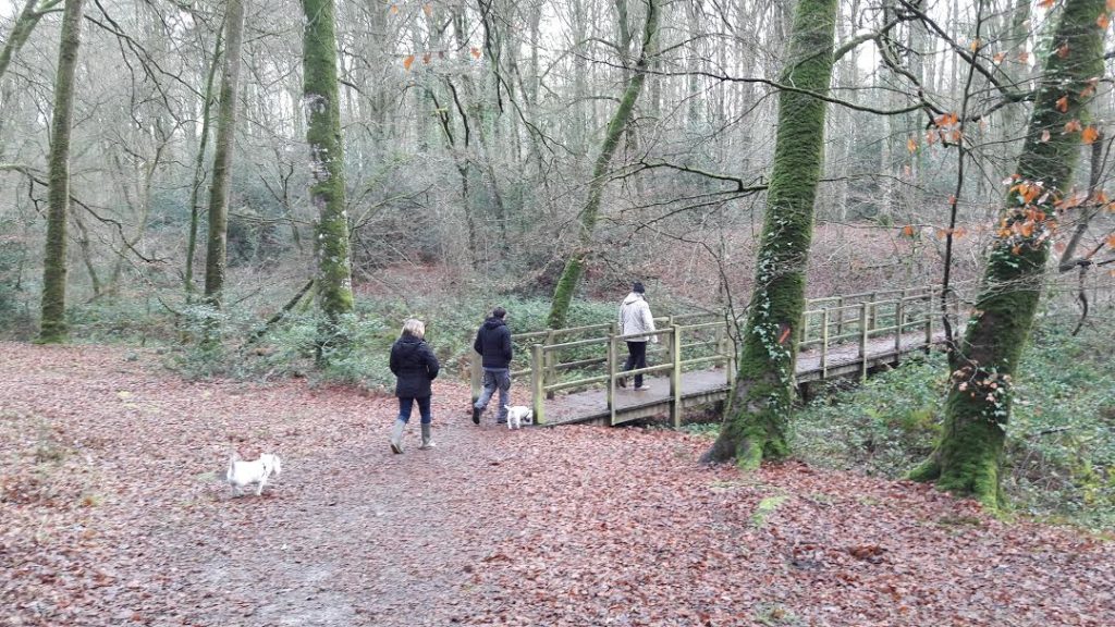 crossing bridge in woods