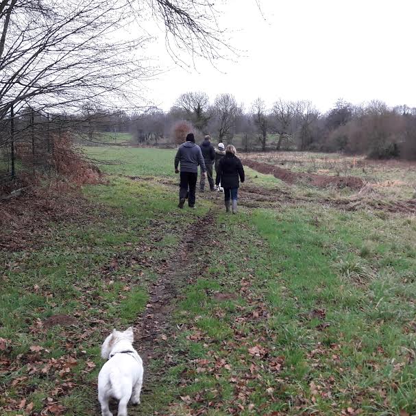 field with dogs