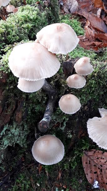 fungi 3 close up