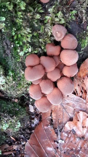 fungi 4