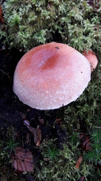 fungi 9