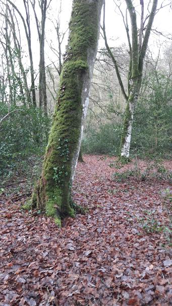 mossy tree